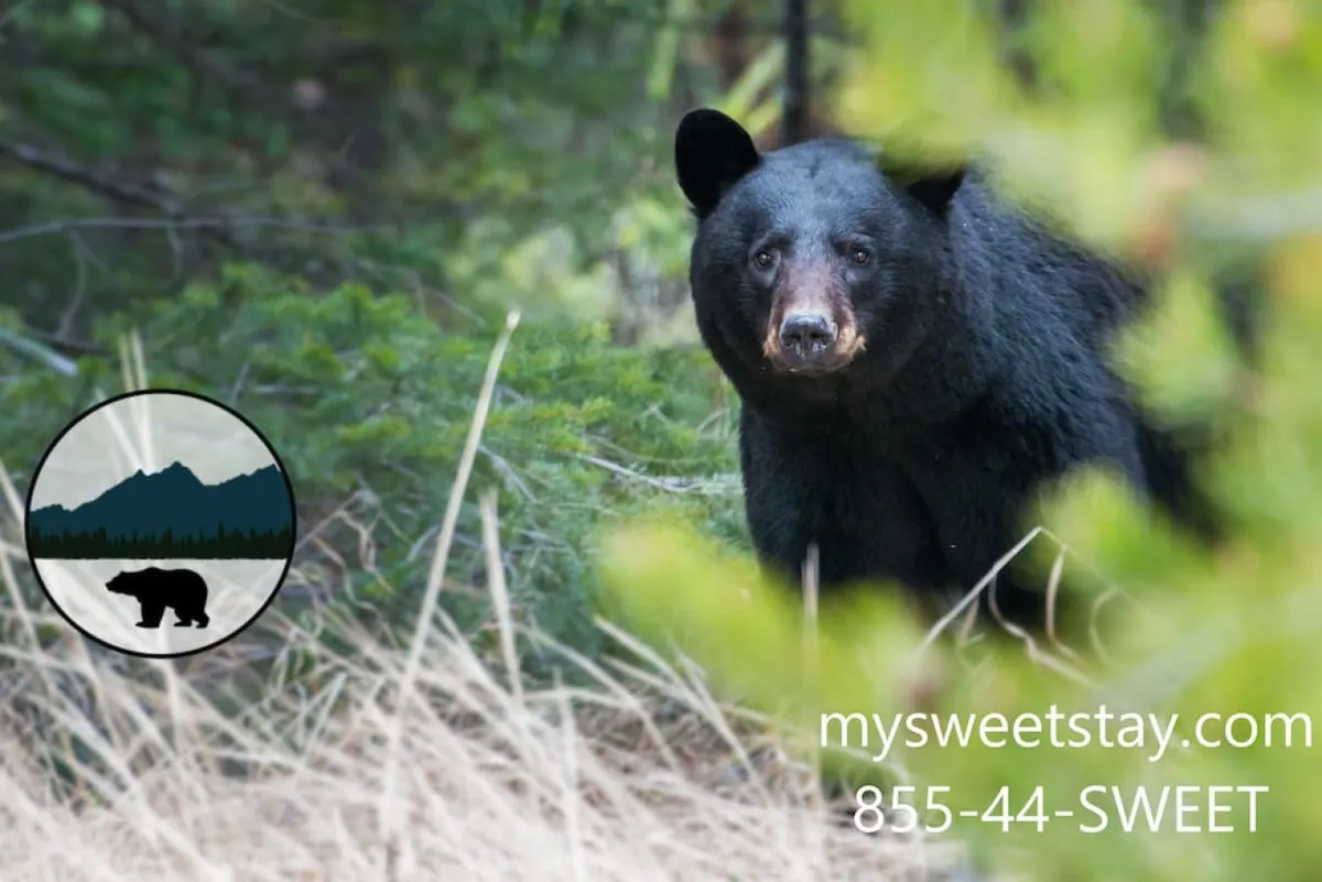 This image captures a black bear amidst lush greenery, epitomizing the natural beauty and wildlife that can be experienced while exploring Pigeon Forge throughout the seasons. The surroundings are vibrant, evoking a sense of adventure and connection to nature.